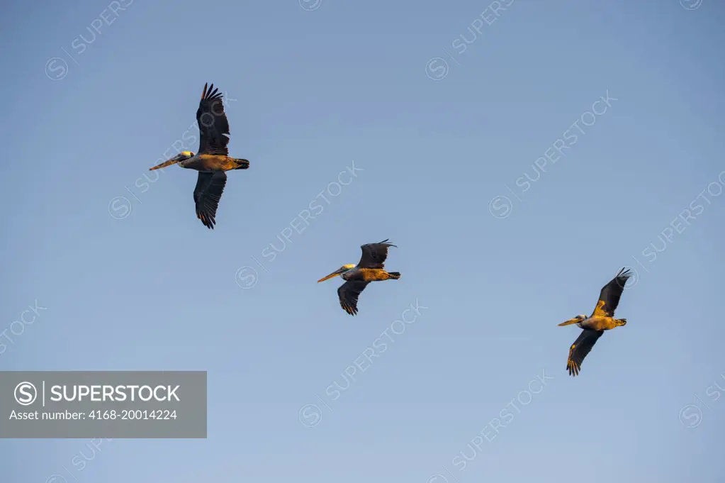 Brown pelicans (Pelecanus occidentalis) in flight at Aqua Verde near Loreto in Baja California, Mexico.