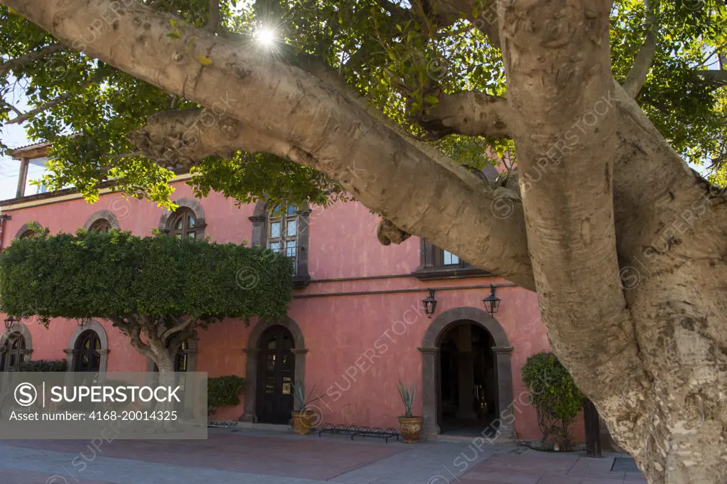 A tree in front of the hotel Posada de los Flores on the city square in Loreto in Baja California, Mexico.