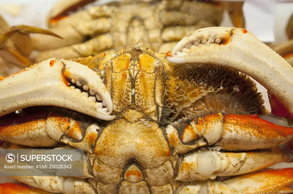 Close-up of the display of Dungeness crab at the Pike Place Market in Seattle, Washington State, USA.