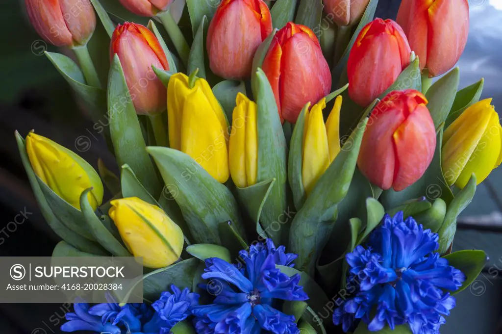 Tulips and hyacinths for sale at the Pike Place Market in Seattle, Washington State, USA.