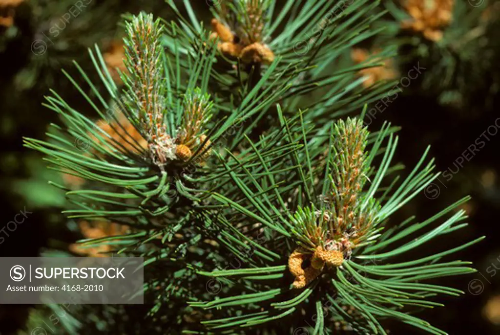 USA, WASHINGTON STATE, BELLEVUE, CLOSE UP OF BRANCH OF SCOTCH PINE TREE IN SPRING