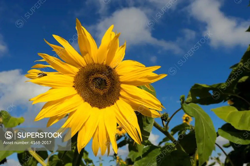 Usa, Washington State, Skagit Valley, Sunflower