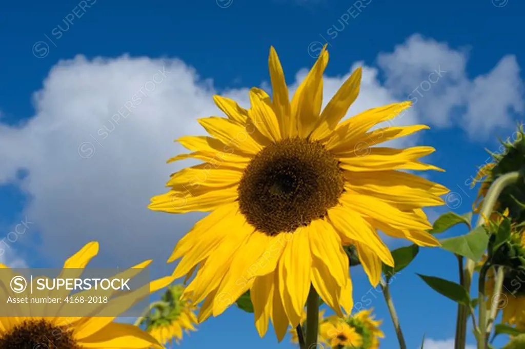 Usa, Washington State, Skagit Valley, Sunflower
