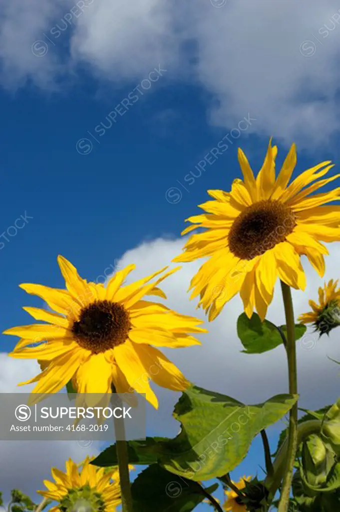 Usa, Washington State, Skagit Valley, Sunflowers