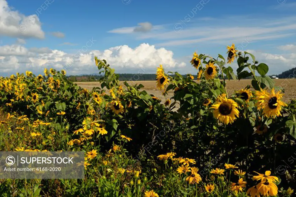 Usa, Washington State, Skagit Valley, Sunflowers