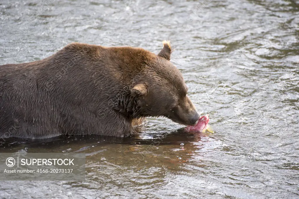 Brown bear (Ursus arctos) or grizzly feeding on trout at Brooks Falls in Katmai National Park and Preserve, Alaska, USA.