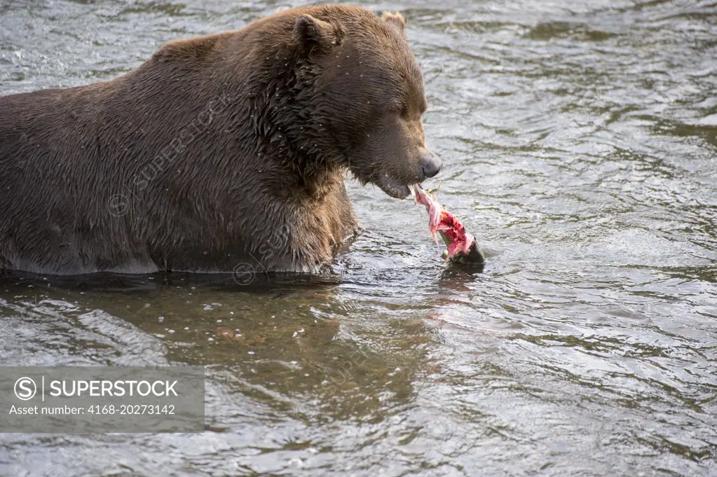 Brown bear (Ursus arctos) or grizzly feeding on trout at Brooks Falls in Katmai National Park and Preserve, Alaska, USA.