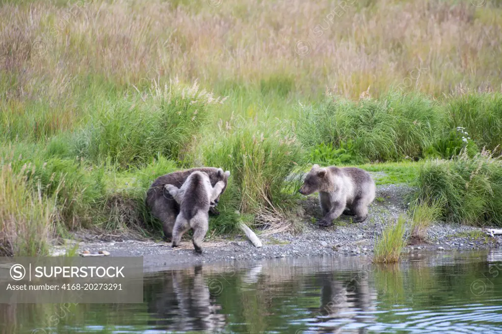 Brown bear (grizzly) cubs (Ursus arctos) fighting at lower Brooks River in Katmai National Park and Preserve, Alaska, USA.