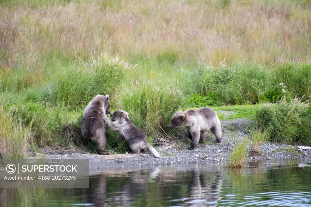 Brown bear (grizzly) cubs (Ursus arctos) fighting at lower Brooks River in Katmai National Park and Preserve, Alaska, USA.