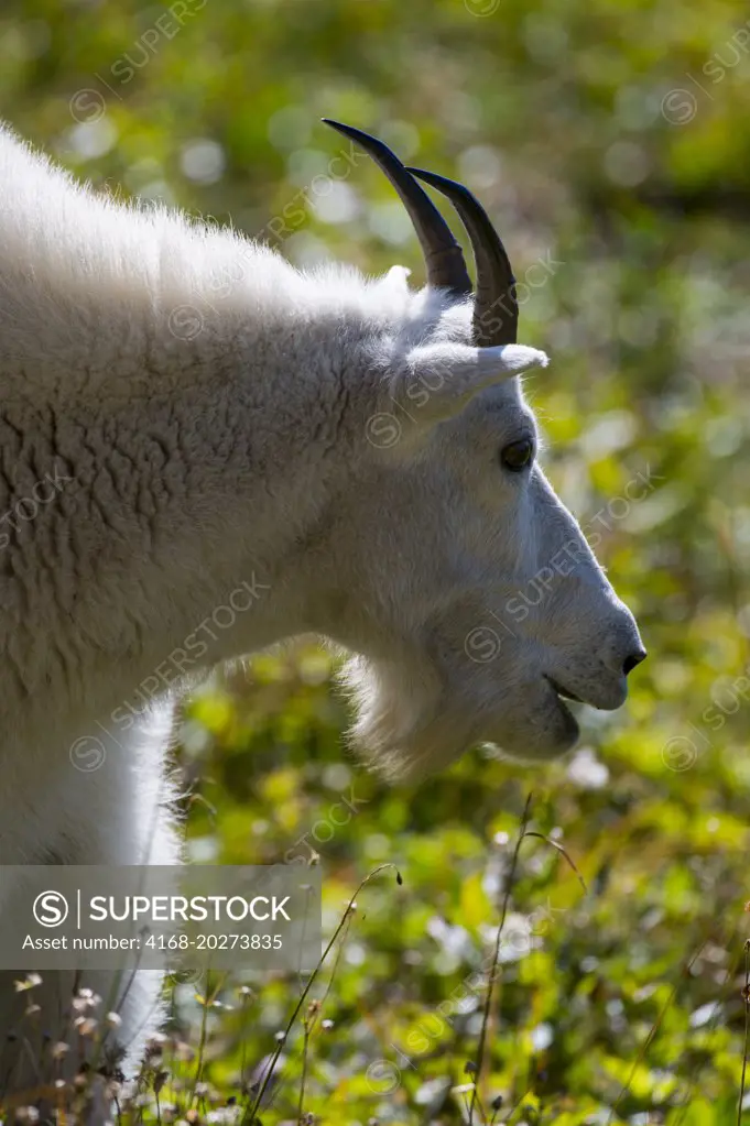 Close-up of Mountain goat (Oreamnos americanus) at Logan Pass in Glacier National Park, Montana, United States.