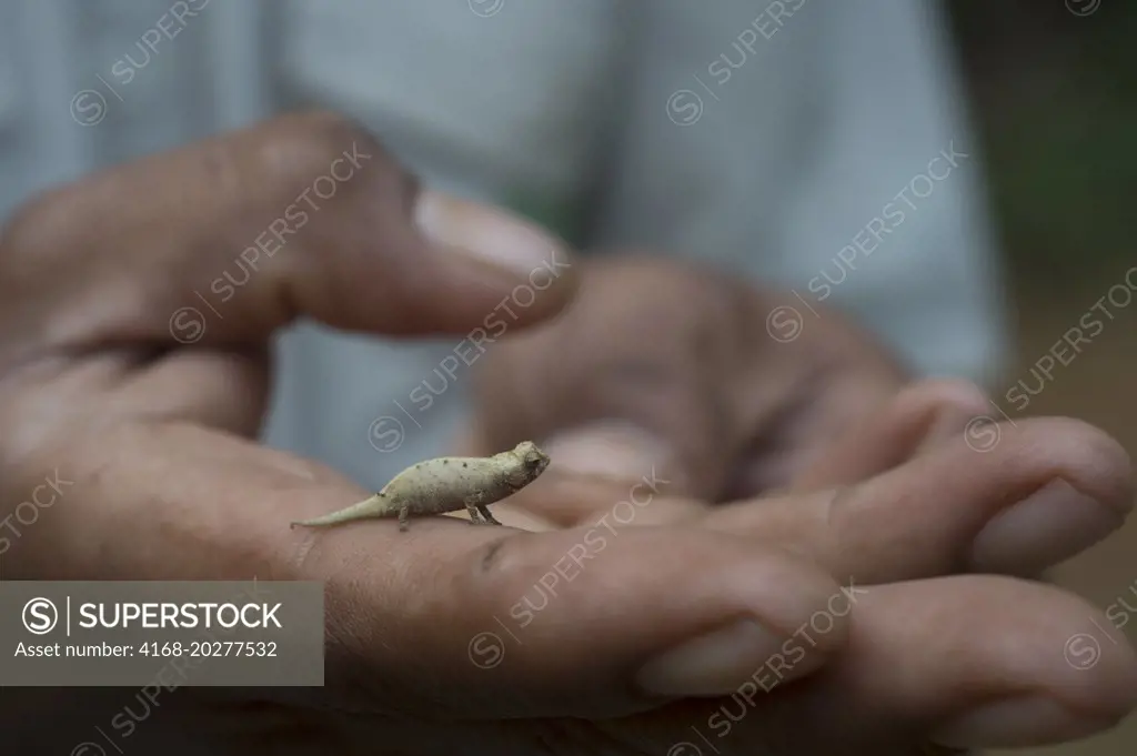 Local guide holding the minute leaf chameleon (Brookesia minima) which is one of the smallest reptiles in the world found in the rainforest of Montagne dAmbre National Park near Antsiranana (Diego Suarez), Madagascar