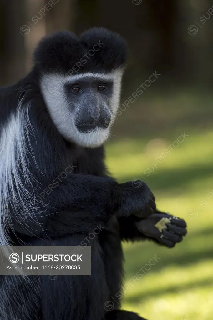 Close-up of a Black-and-white colobus monkey in the garden of the Lake Naivasha Sopa Lodge in the Great Rift Valley on Lake Naivasha in Kenya