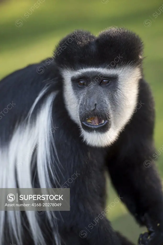 Close-up of a Black-and-white colobus monkey in the garden of the Lake Naivasha Sopa Lodge in the Great Rift Valley on Lake Naivasha in Kenya