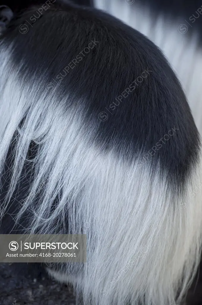 Close-up of fur of a Black-and-white colobus monkey in the garden of the Lake Naivasha Sopa Lodge in the Great Rift Valley on Lake Naivasha in Kenya