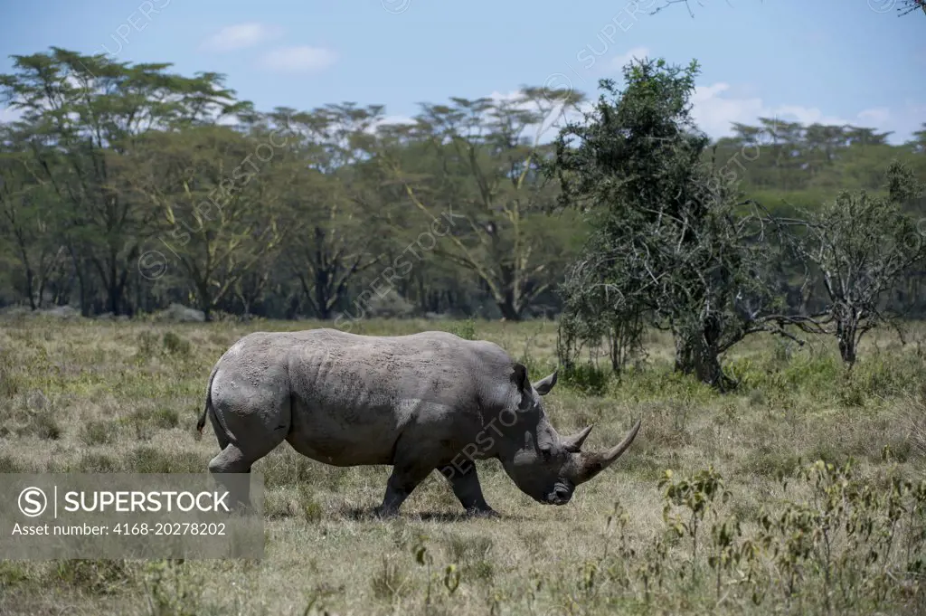 White rhinoceros or square-lipped rhinoceros (Ceratotherium simum) at Lake Nakuru National Park in the Great Rift Valley in Kenya