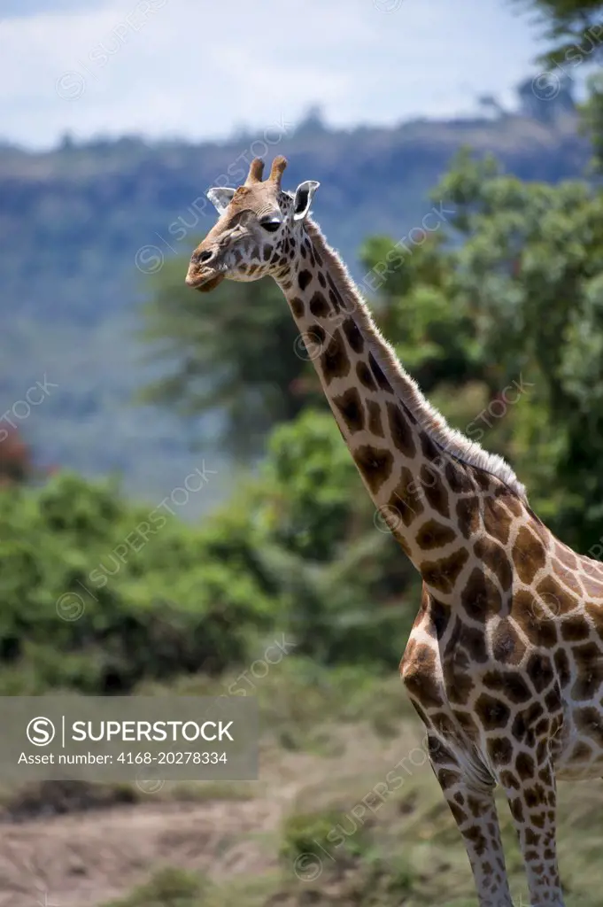 Endangered Rothschild's giraffe (Giraffa camelopardalis rothschildi) at Lake Nakuru National Park in the Great Rift Valley in Kenya
