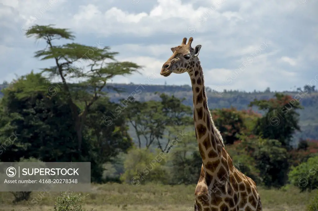 Endangered Rothschild's giraffe (Giraffa camelopardalis rothschildi) at Lake Nakuru National Park in the Great Rift Valley in Kenya