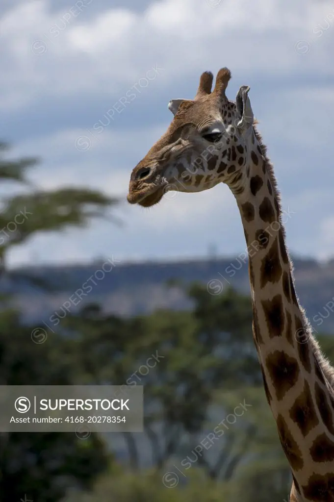 Close-up of endangered Rothschild's giraffe (Giraffa camelopardalis rothschildi) at Lake Nakuru National Park in the Great Rift Valley in Kenya