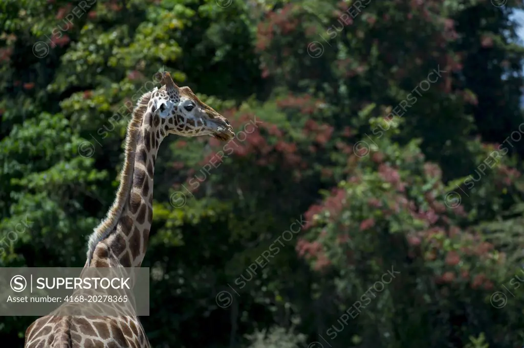 Close-up of endangered Rothschild's giraffe (Giraffa camelopardalis rothschildi) at Lake Nakuru National Park in the Great Rift Valley in Kenya