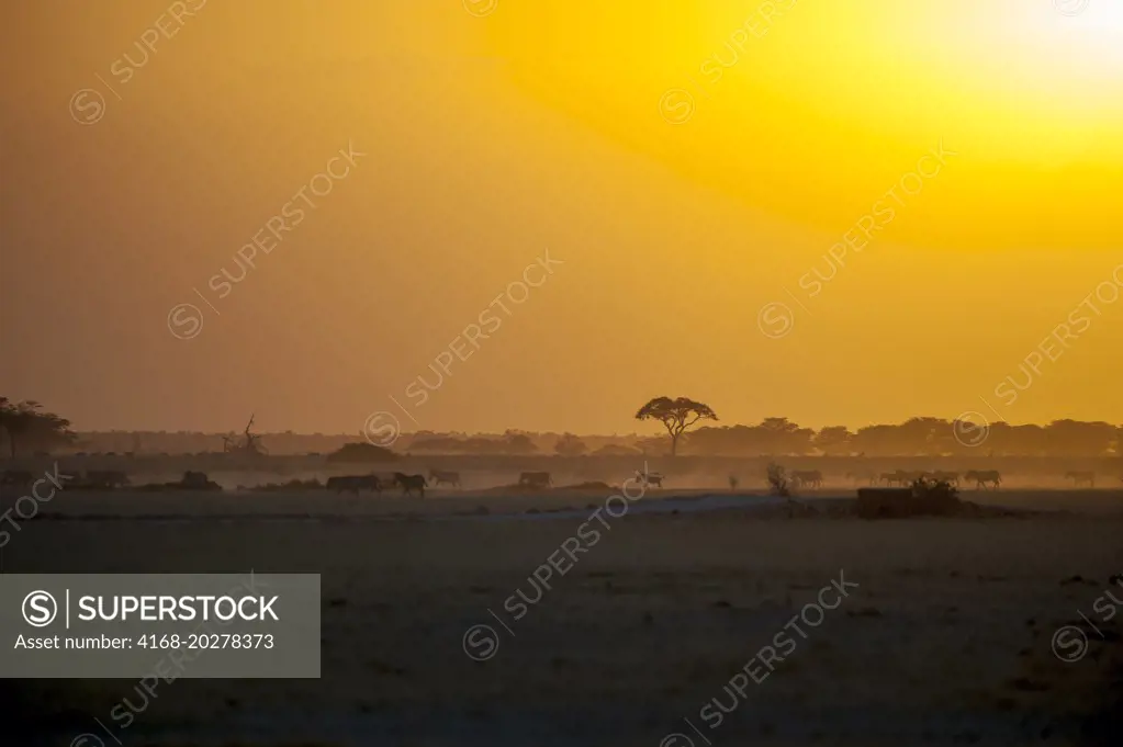 Sunset in Amboseli National Park in Kenya with Burchells zebras (Equus quagga)