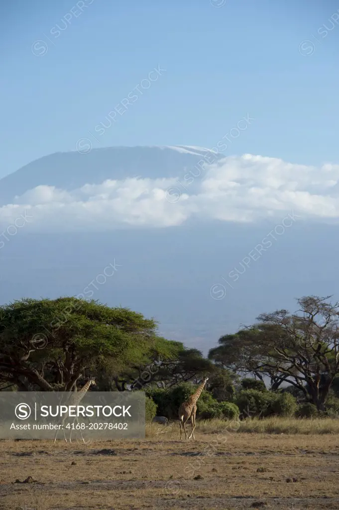 Masai Giraffe (Giraffa camelopardalis tippelskirchi) in Amboseli National Park in Kenya with Mount Kilimanjaro in background