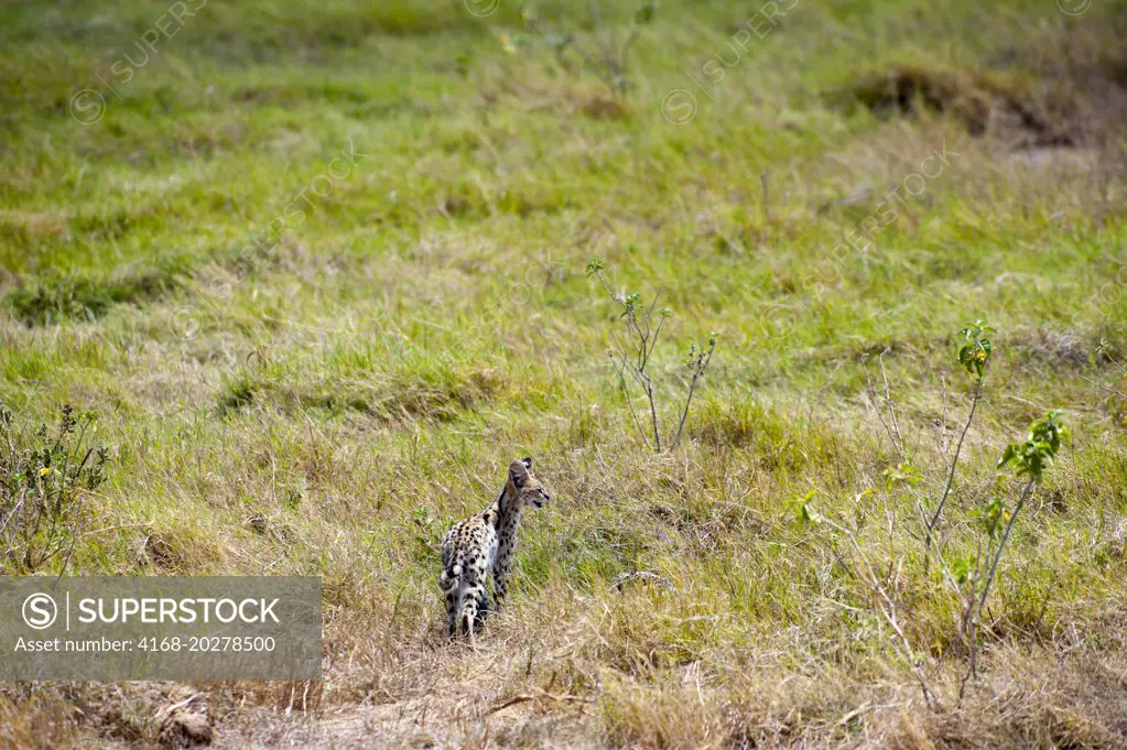 Serval cat (Leptailurus serval) hunting in grass for small animals in Amboseli National Park in Kenya