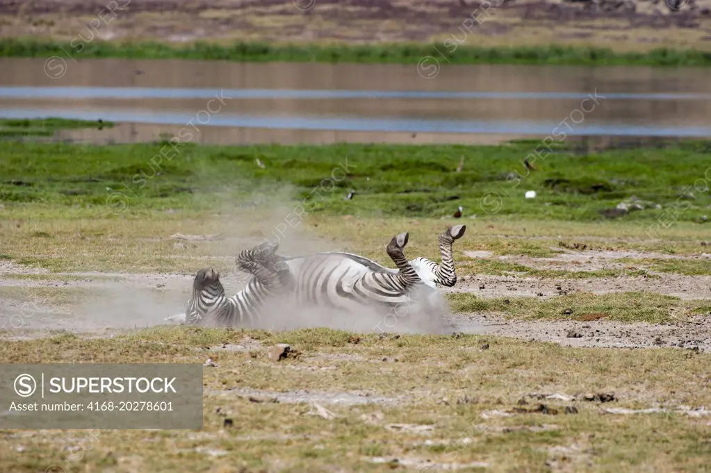 Burchell's zebra dust bathing in Amboseli National Park in Kenya