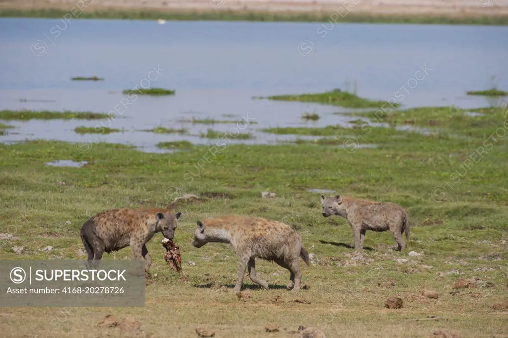 Spotted hyenas (Crocuta crocuta) with the remains of a wildebeest kill in Amboseli National Park in Kenya