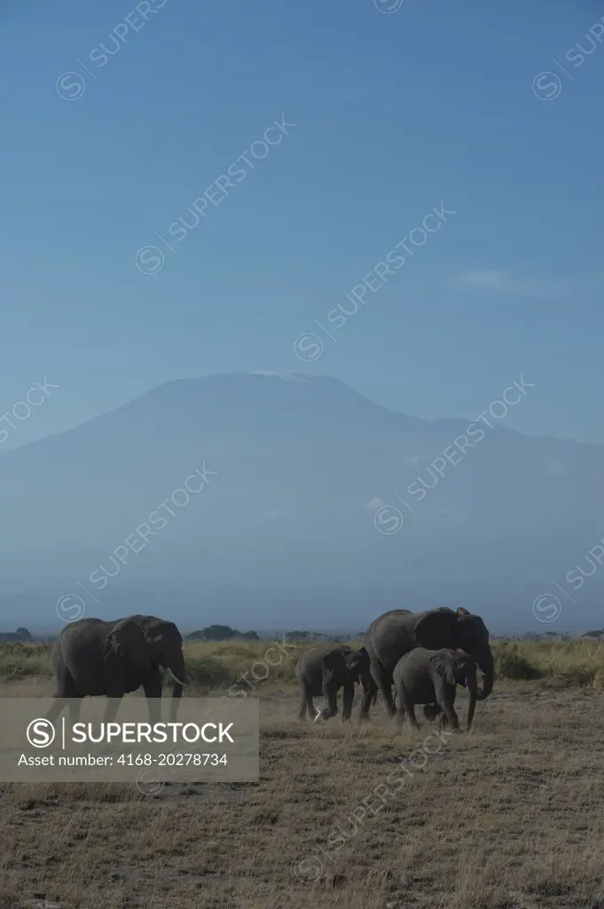 African elephants (Loxodonta Africana) with Mount Kilimanjaro in background in Amboseli National Park in Kenya