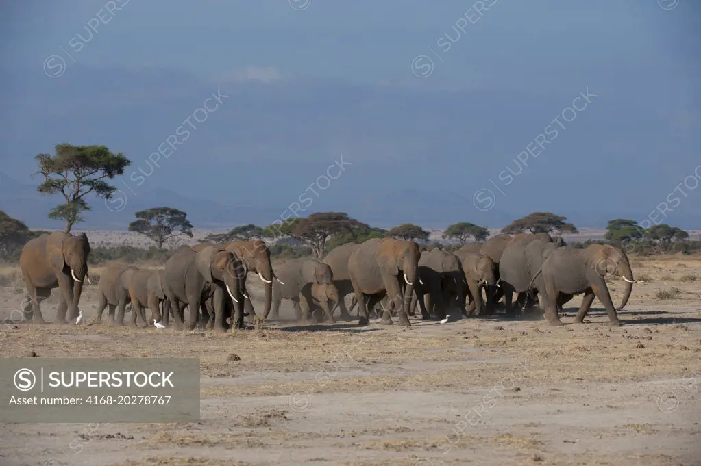 African elephant (Loxodonta Africana) herd in Amboseli National Park in Kenya
