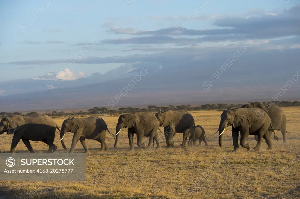 African elephant (Loxodonta Africana) herd in Amboseli National Park in Kenya