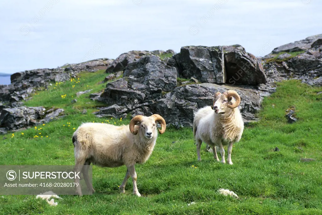 ICELAND, EAST COAST, SHEEP, RAMS