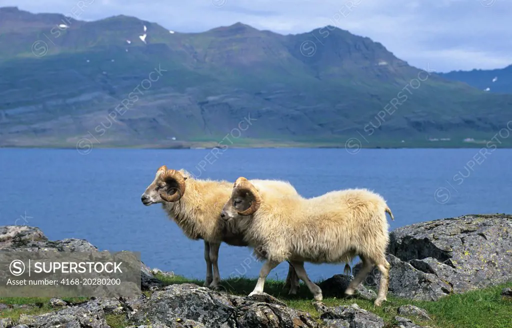 ICELAND, EAST COAST, SHEEP, RAMS