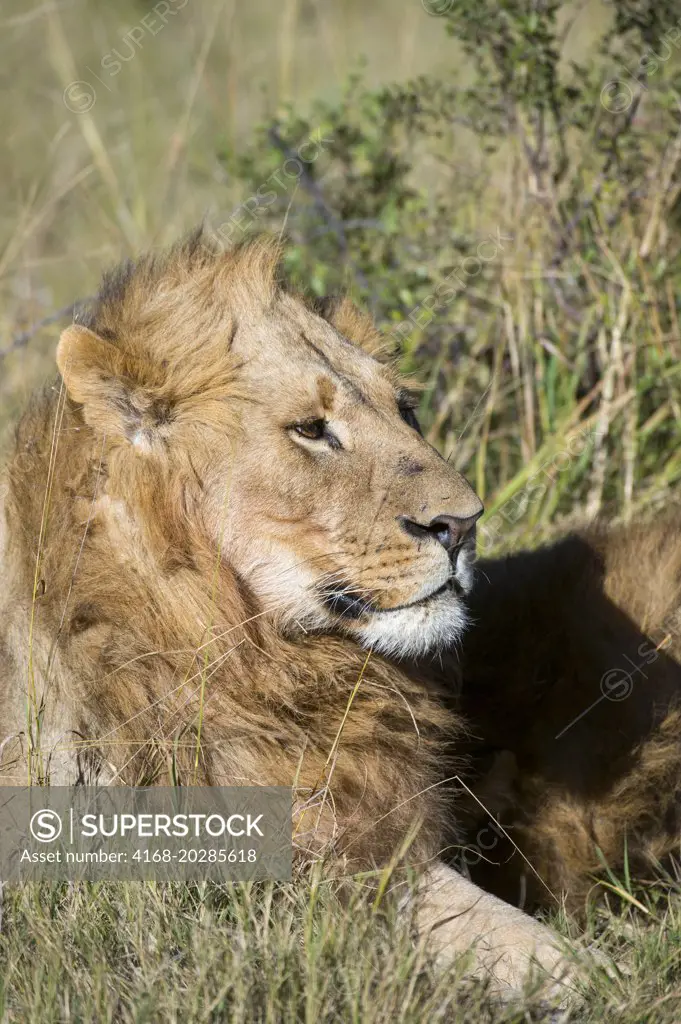 A male lion laying in the grass at the Linyanti Reserve near the Savuti Channel in northern part of Botswana.