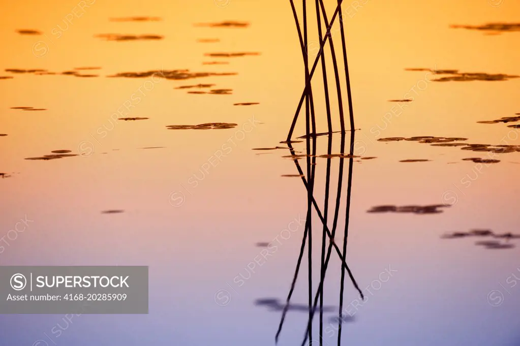 View of a reeds at sunset reflecting in the waters of the Okavango Delta in northern part of Botswana.