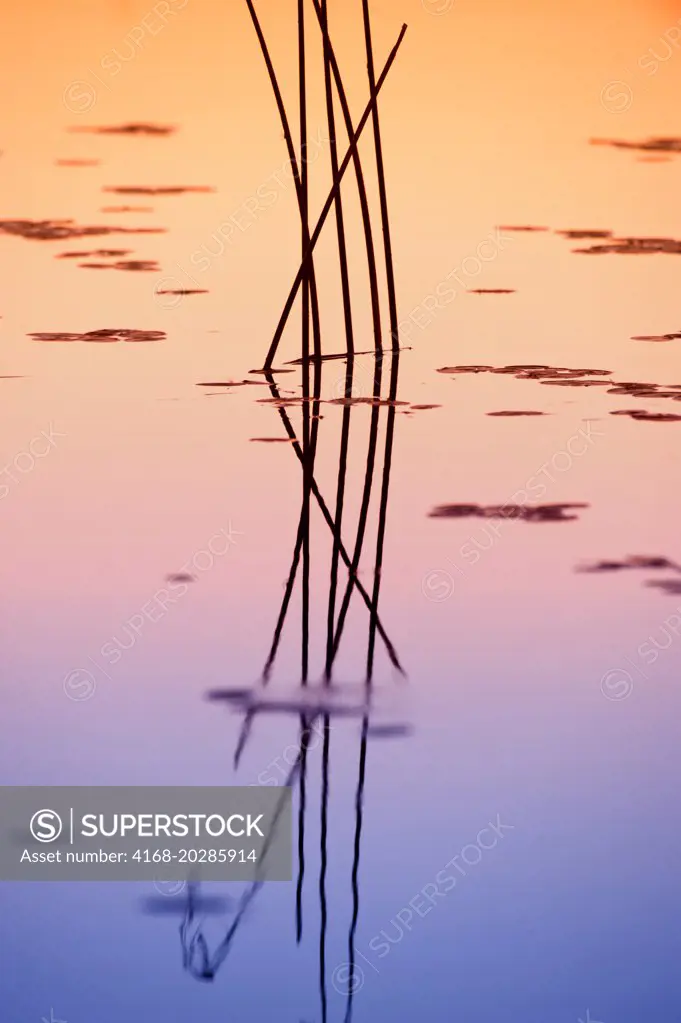 View of a reeds at sunset reflecting in the waters of the Okavango Delta in northern part of Botswana.