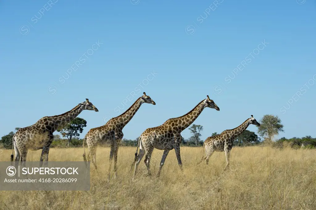 Southern Giraffes (Giraffa camelopardalis) at the Vumbura Plains in the Okavango Delta in northern part of Botswana.