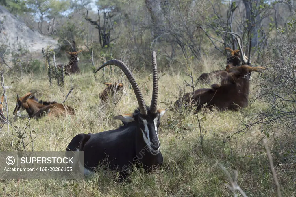 A dominant Sable antelope (Hippotragus niger) male and his family group is resting and ruminating after feeding at the Vumbura Plains in the Okavango Delta in northern part of Botswana.