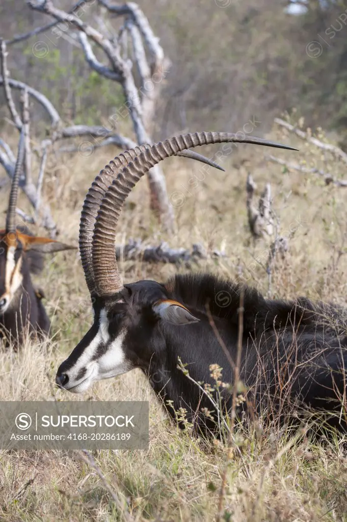 A dominant Sable antelope (Hippotragus niger) male and his family group is resting and ruminating after feeding at the Vumbura Plains in the Okavango Delta in northern part of Botswana.