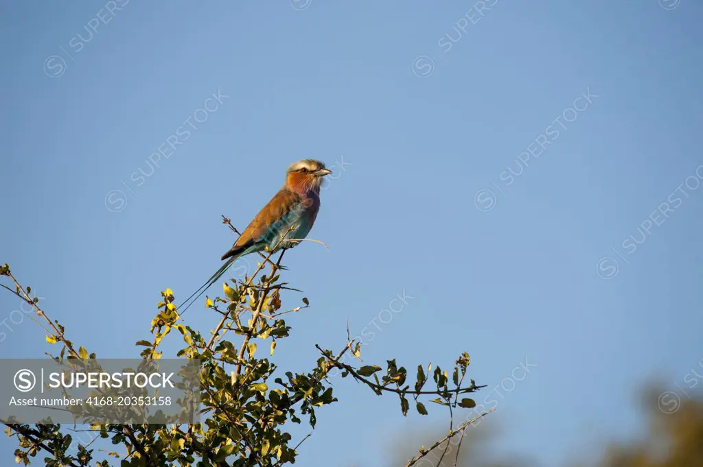 A Lilac-breasted Roller (Coracias caudatus) perched on a tree near Chitabe in the Okavango Delta in northern part of Botswana.