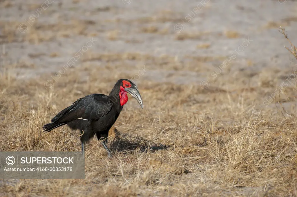 Southern ground hornbill (Bucorvus leadbeateri) searching for food near Chitabe in the Okavango Delta in northern part of Botswana.