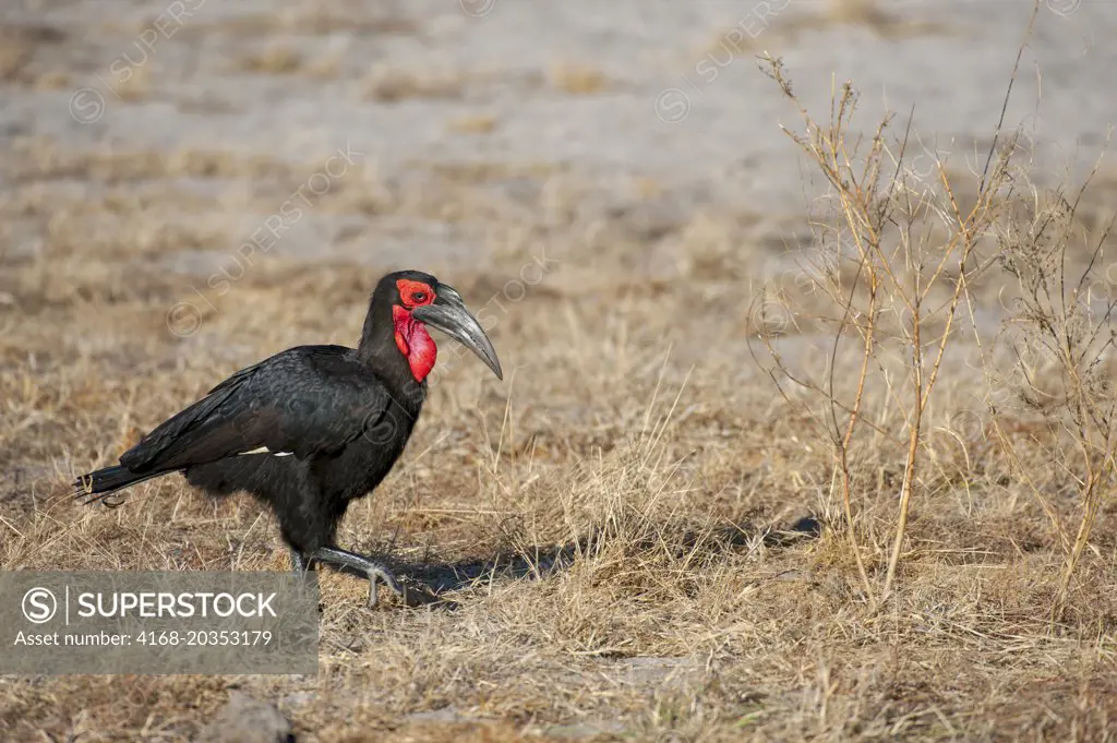 Southern ground hornbill (Bucorvus leadbeateri) searching for food near Chitabe in the Okavango Delta in northern part of Botswana.