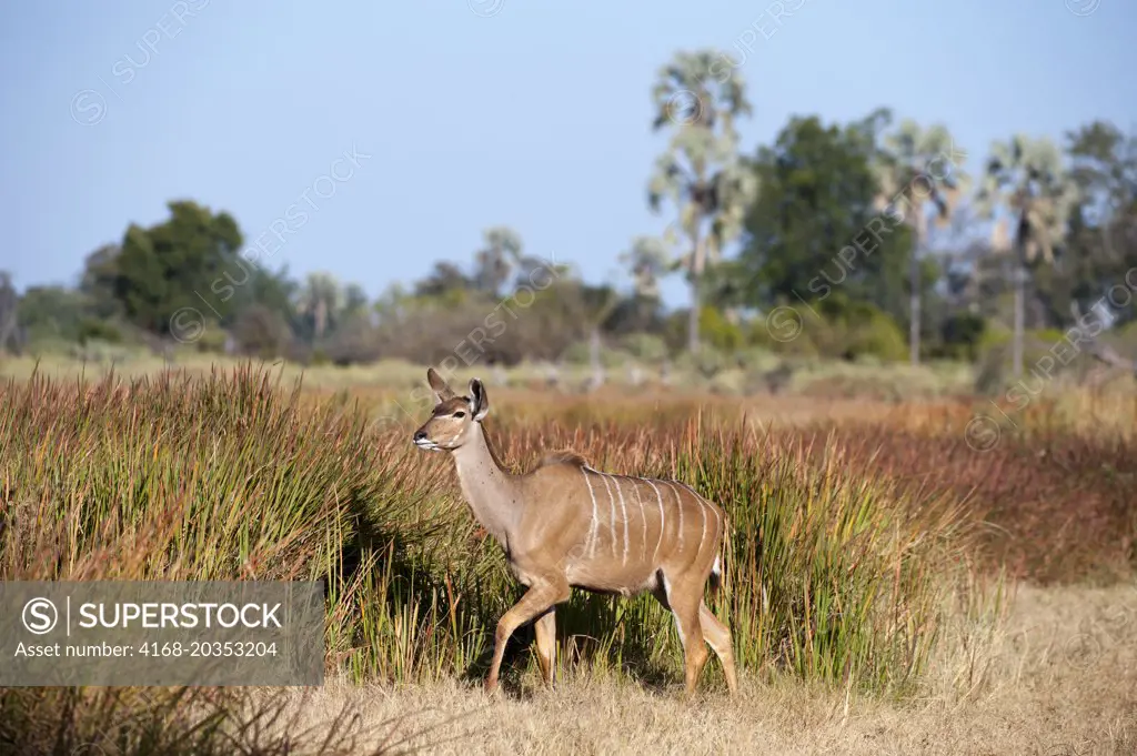 A Kudu female near Chitabe in the Okavango Delta in northern part of Botswana.