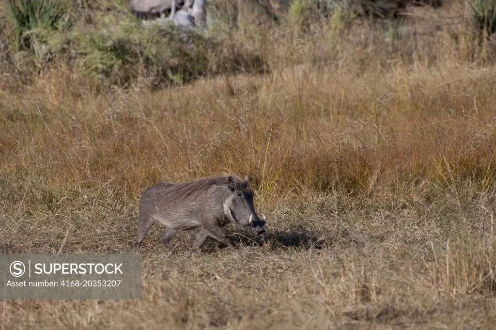 A common warthog (Phacochoerus africanus) in Chitabe area of the Okavango Delta in northern part of Botswana.