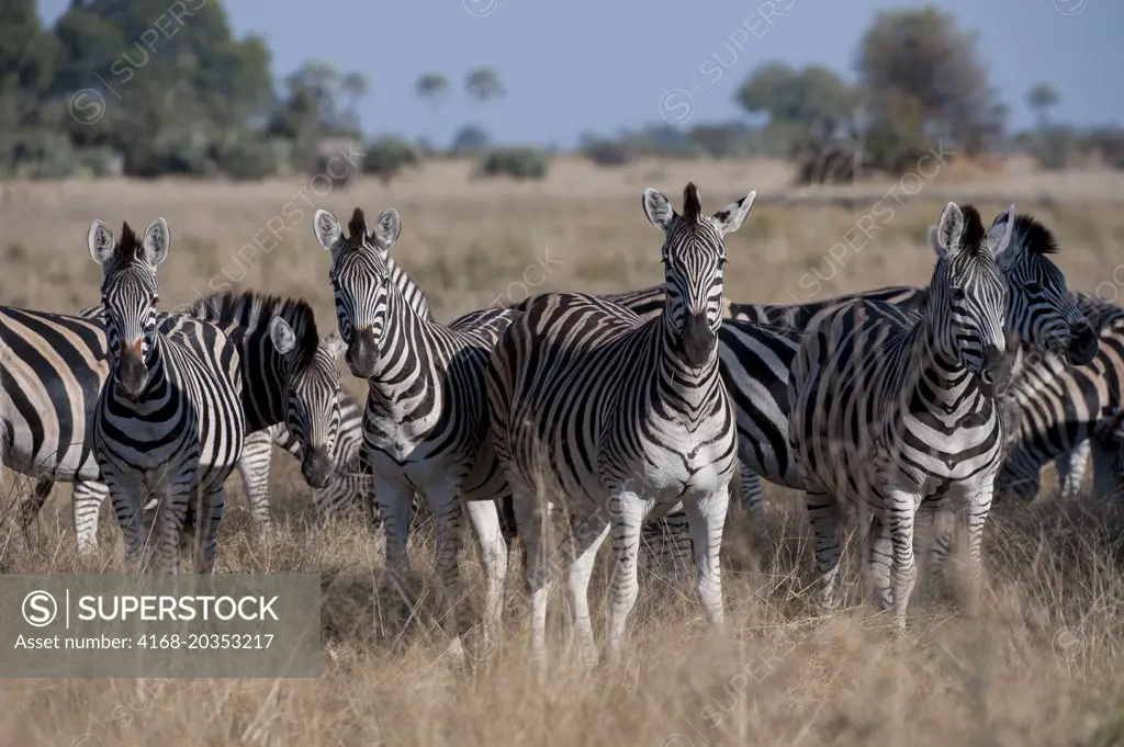 A herd of Burchell's zebras (Equus quagga) in the Chitabe area of the Okavango Delta in the northern part of Botswana.