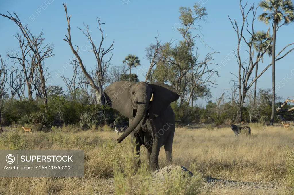 Female African elephant (Loxodonta africana) charging in the Chitabe area of the Okavango Delta in the northern part of Botswana.
