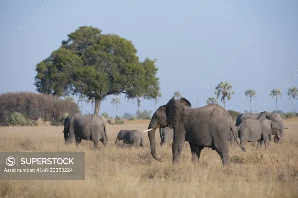 African elephant (Loxodonta africana) herd in the Chitabe area of the Okavango Delta in the northern part of Botswana.