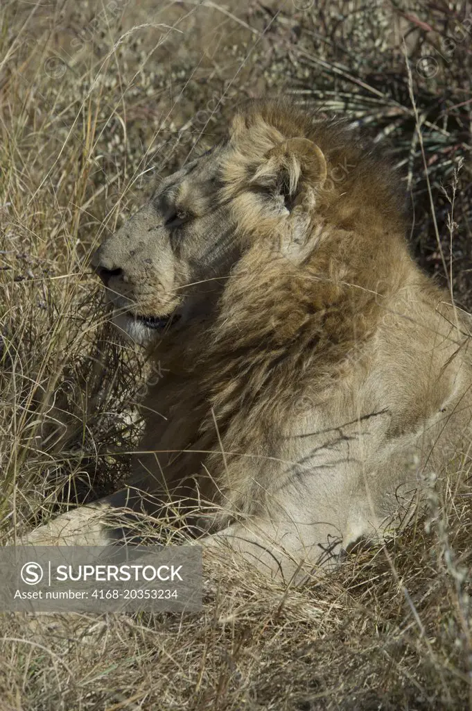 Male Lion (Panthera leo) in grass in the Chitabe area of the Okavango Delta in the northern part of Botswana.