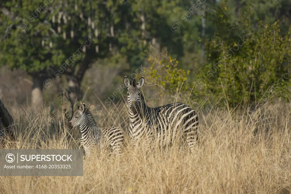 Crawshay's zebra (Equus quagga crawshayi) mother with baby in high grass in South Luangwa National Park in eastern Zambia.