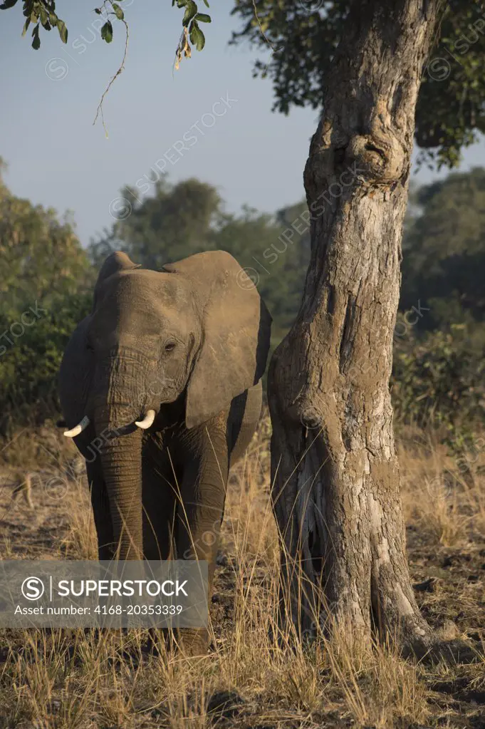 African elephant (Loxodonta africana) scratching himself on tree in South Luangwa National Park in eastern Zambia.